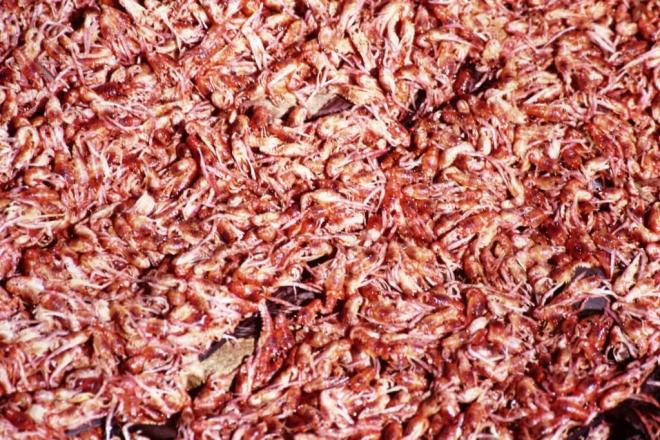 Lobster Krill washed up on the tide line, Port Stanley March 1988