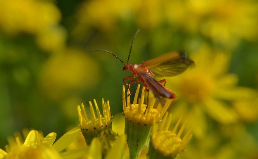 Ragwort