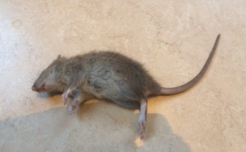 Rat