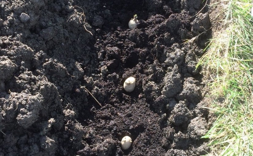Planting potatoes