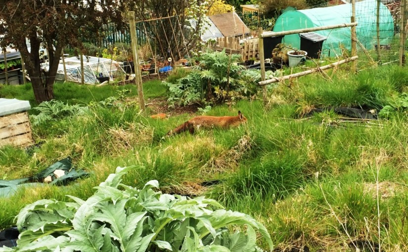 Allotment fox, haiku