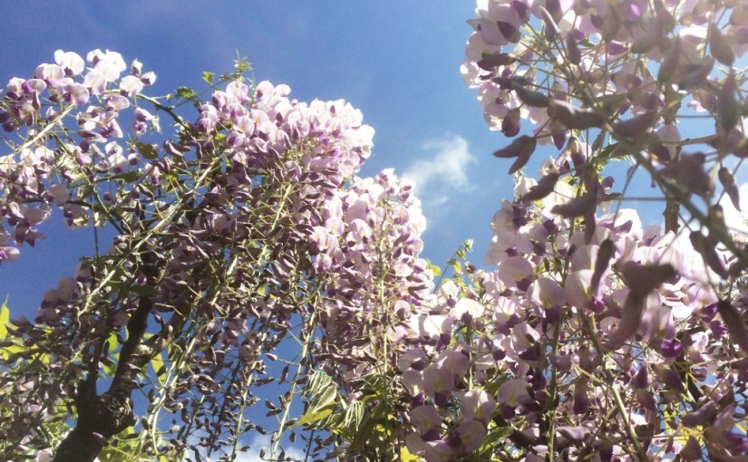 Wisteria