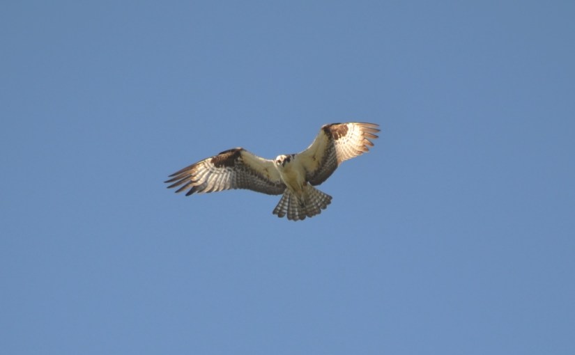 Osprey