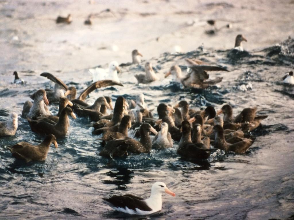 Peterels and Black browed albatross feed on discarded fish waste, Falkland Islands 1988.