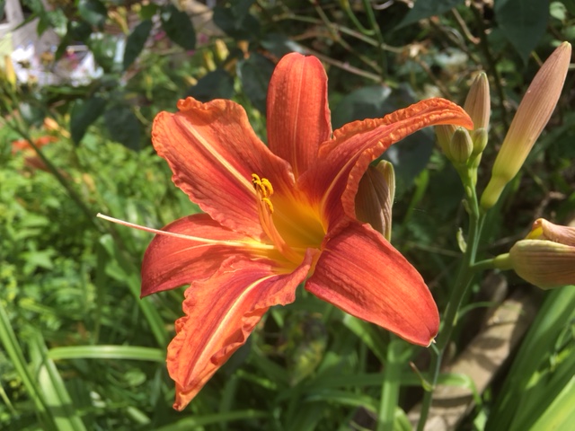 Day lily