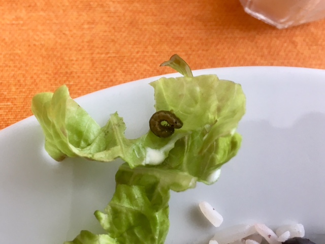 Caterpillar salad