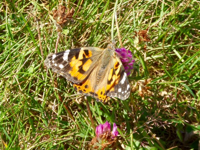 Painted lady