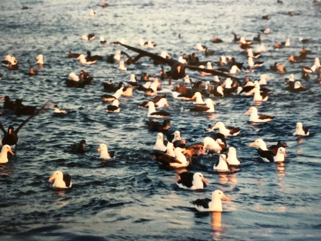 Black browed albatross and giant peterels alongside the Koei Maru 30, 1988