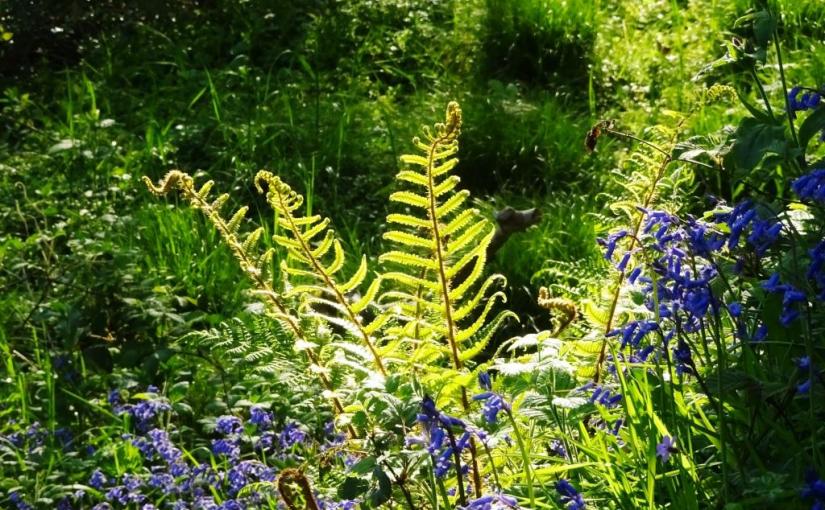Bluebells and ferns, Haiku, Cornwall