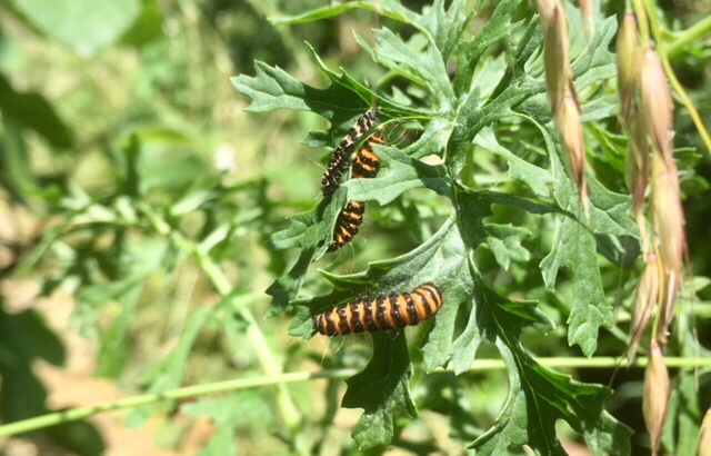 Cinnabar moth caterpillar, haiku