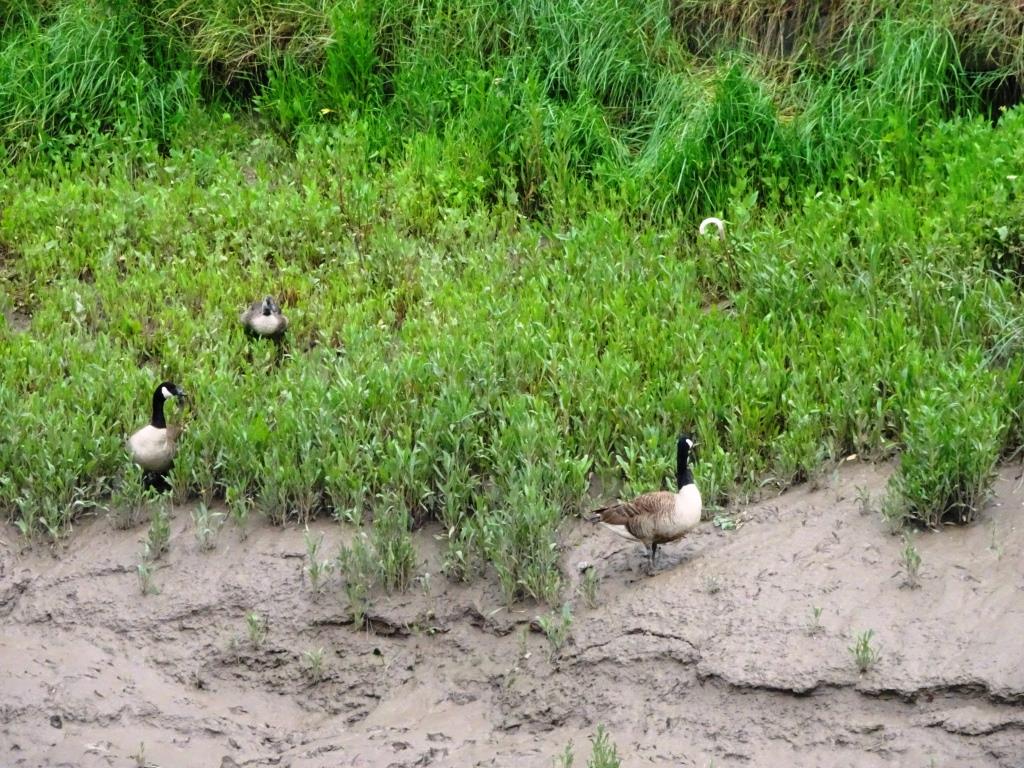 On the other side of the River Canada Geese graze in the thick estuarine mud,, River Avon cycle path, Bristol, June 2019