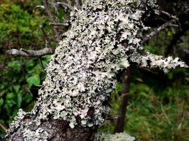 Lansallos, Lichen, Cornwall, 15 August 2019