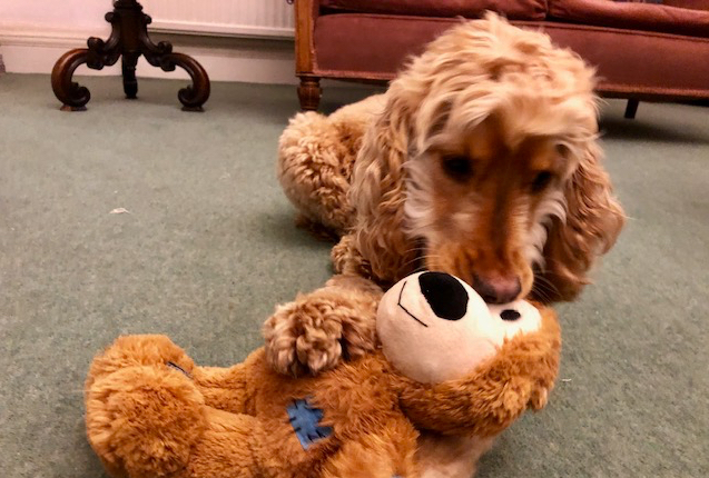 Cocker Spaniel, Bristol, October 2019