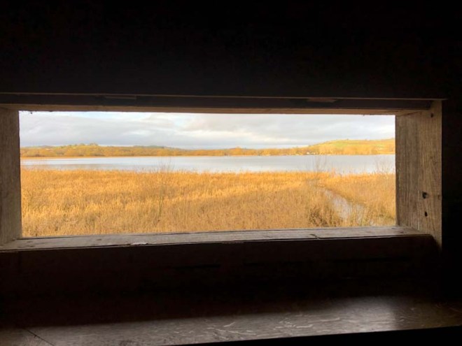 Reedbeds, Prince of Wales bird hide, Llangorse Lake, Wales, December 2019