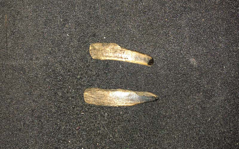 Sawfish rostral teeth fossils, Bracklesham Bay, January 2020