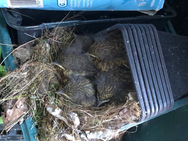 Five robin chicks, Redland, Bristol, April 2020