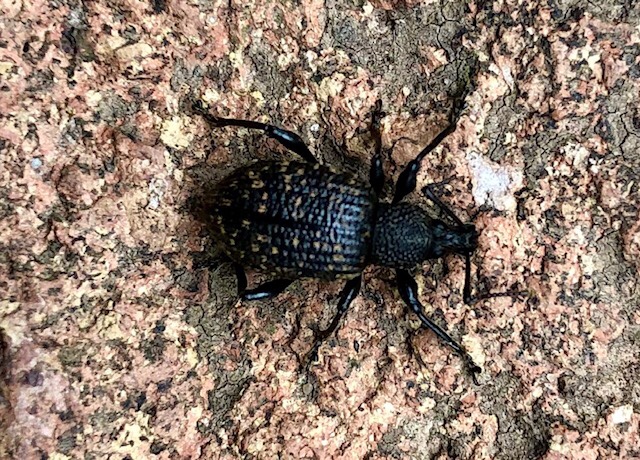 Black vine weevil
