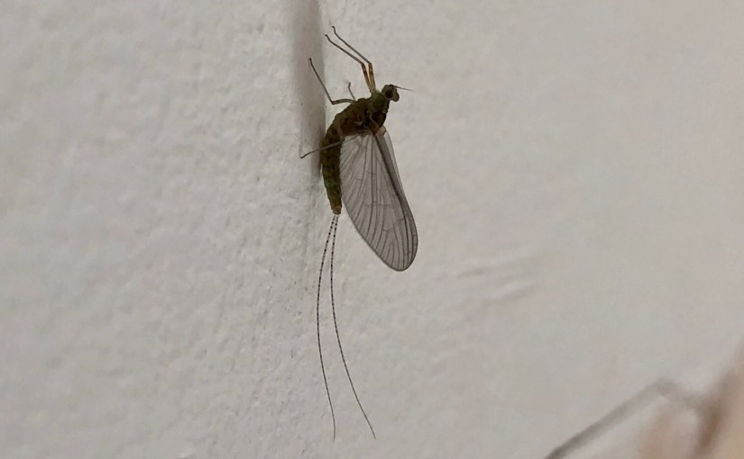 Ephemeroptera