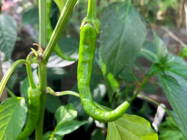 Cayenne