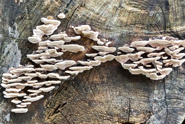 Fungi, King’s Weston, Bristol, November 2020