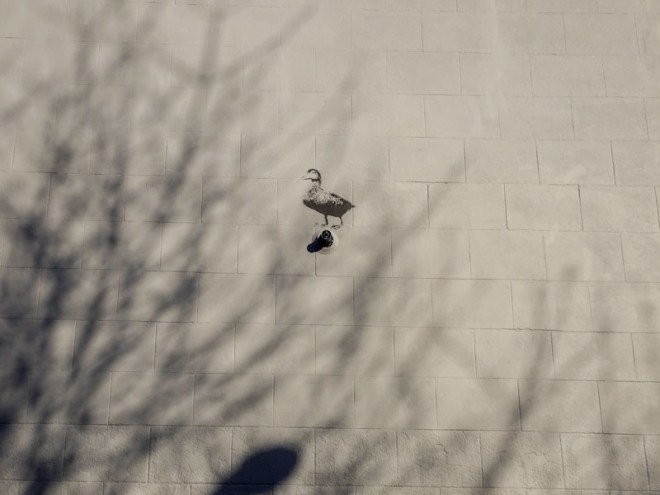 Stewy, Richmond Road, Bristol, Jnuary 2021