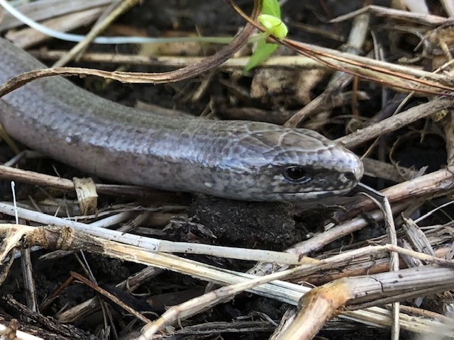 Slow worm, allotment, Bristol, May 2021