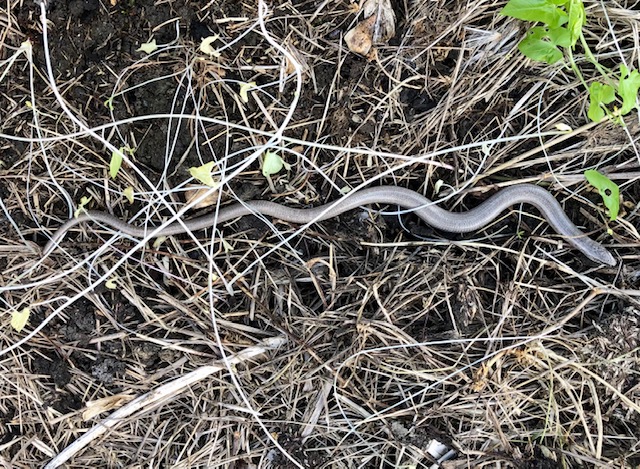 Slow worm, allotment, Bristol, May 2021