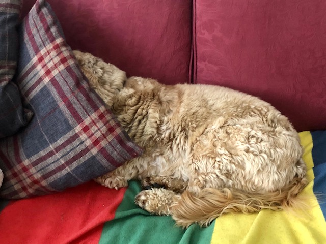 Dog, Bristol, May 2021