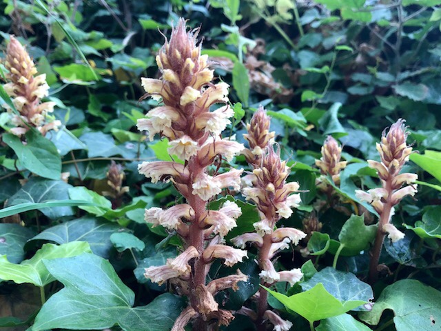 Ivy broomrape, Bristol, June 2021