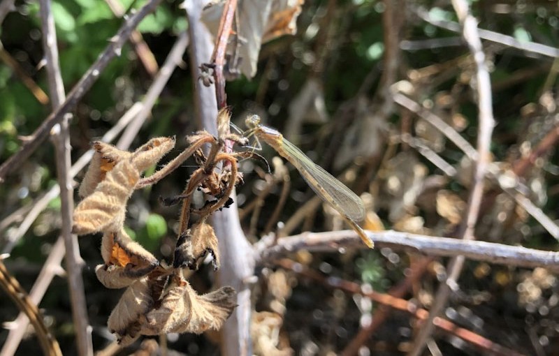 Common Blue Damselfly