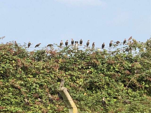 Starlings, Stoke Park, Bristol, September 2021