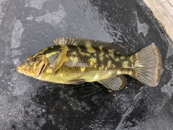 Ballan Wrasse, Looe, October 2021