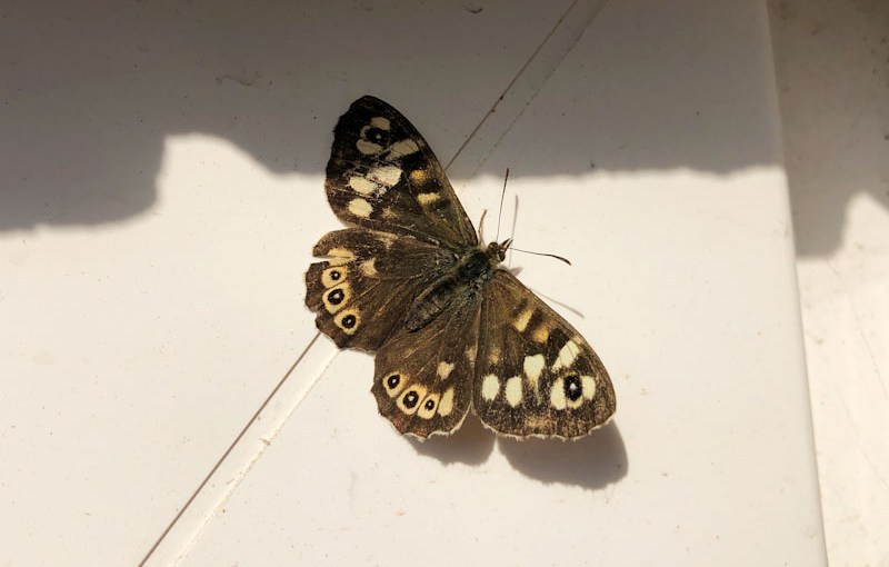 Speckled Wood