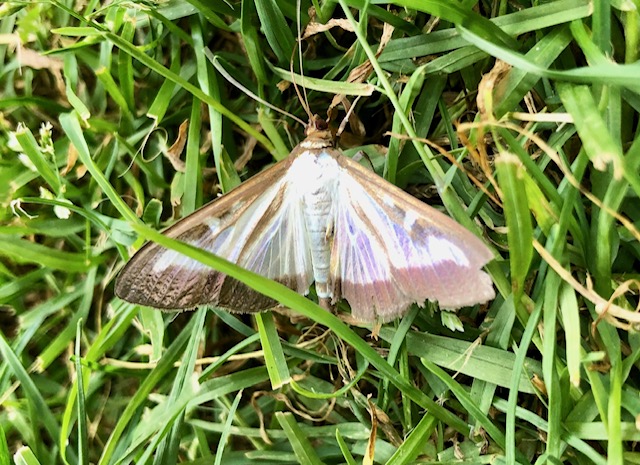 Box Tree Moth