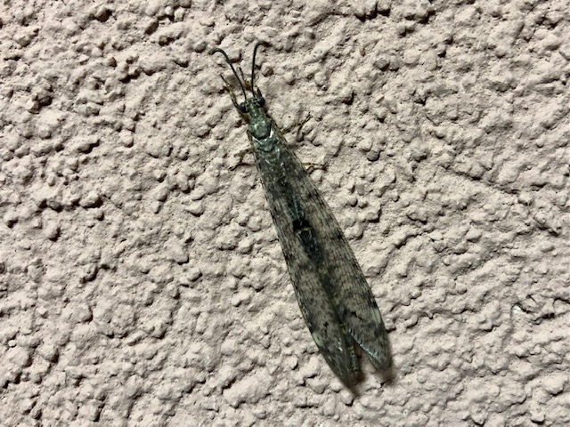 Ant lion, Zaton, Croatia, August 2022