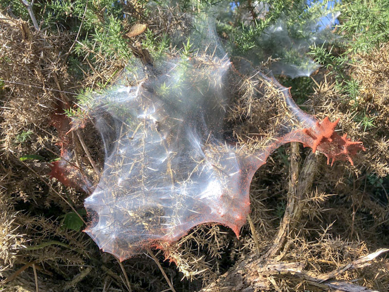 Gorse Spider Mite, Talland Bay, Cornwall, October 2022