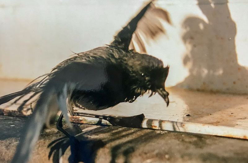 Storm Petrel, Koei Maru 30, South Atlantic, July 1988
