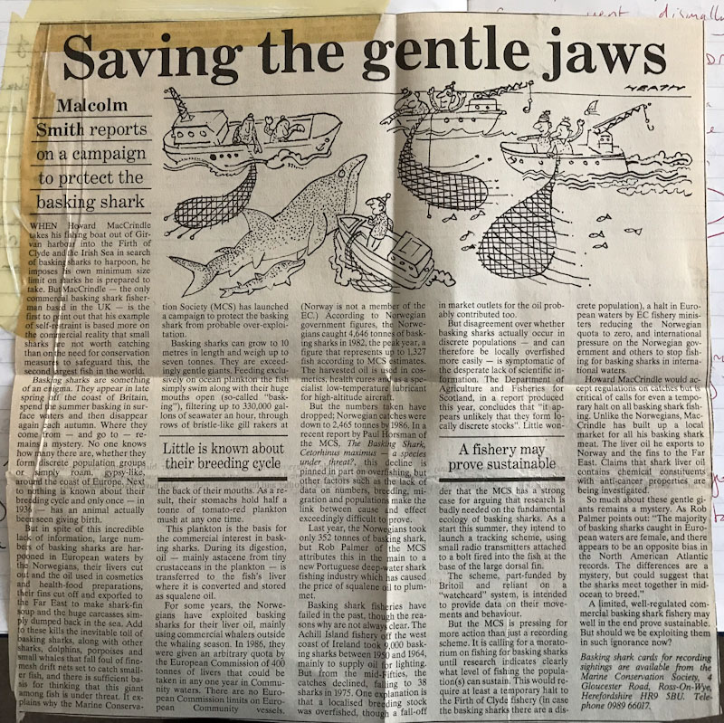 Basking shark article, Falkland Islands, July 1988