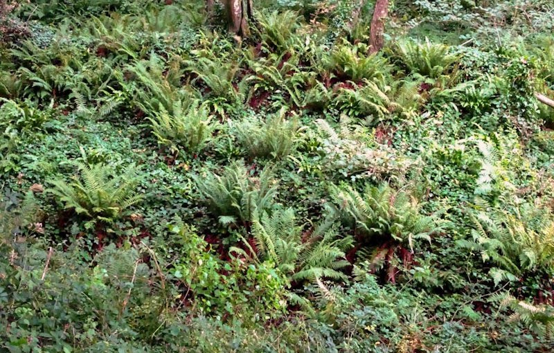 Temperate rainforest