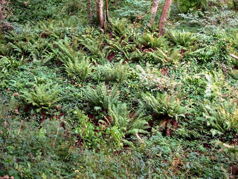 Temperate rainforest, Lansallos, Cornwall, August 2019