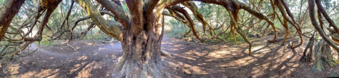 Yew tree, Kingley Vale National Nature Reserve, Sussex, March 2023