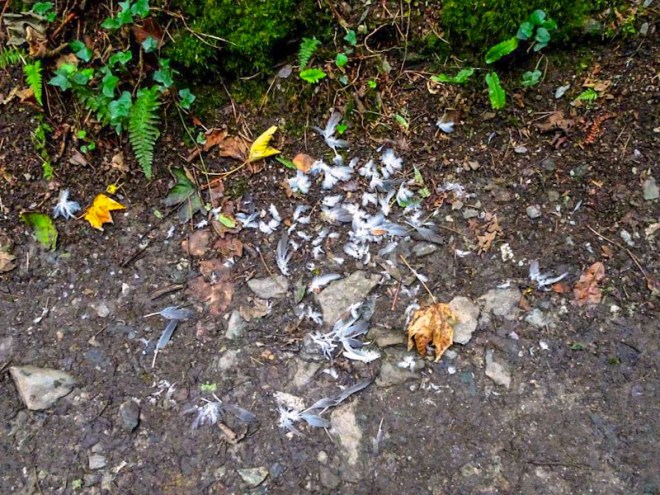 Feathers, Lansallos, Cornwall, August 2019