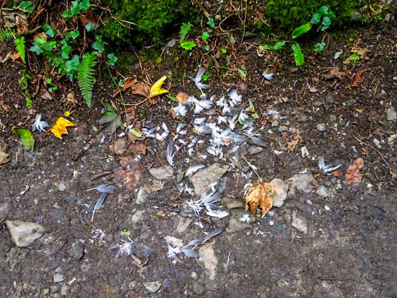 Feathers, Lansallos, Cornwall, August 2019