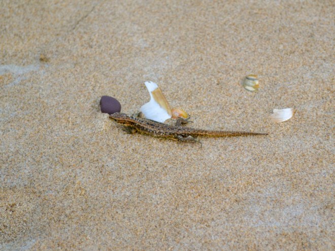 Sand Lizard, The Gower, Wales, July 2011
