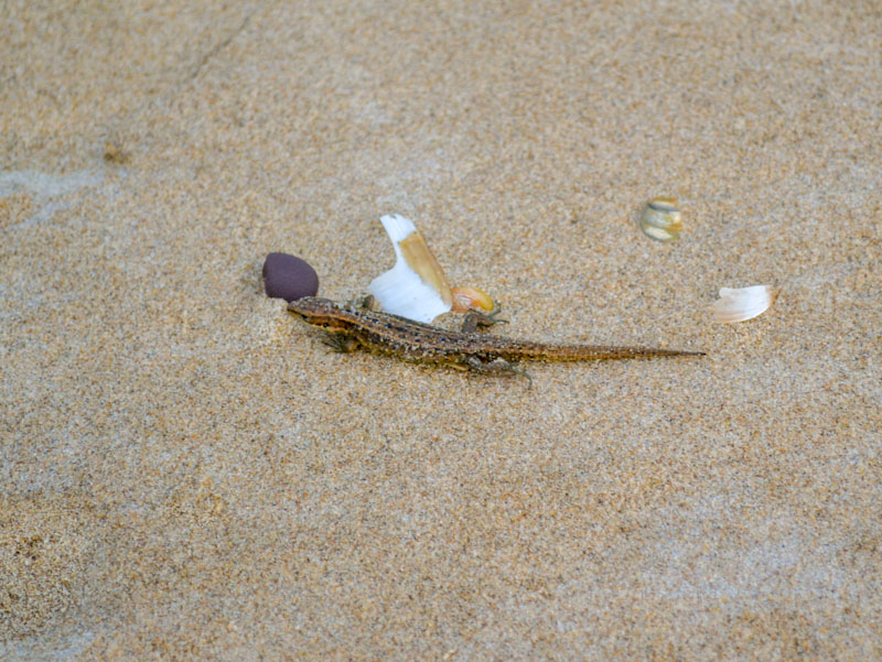 Sand Lizard, The Gower, Wales, July 2011