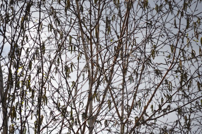 Silver birch, Bristol, April 2016