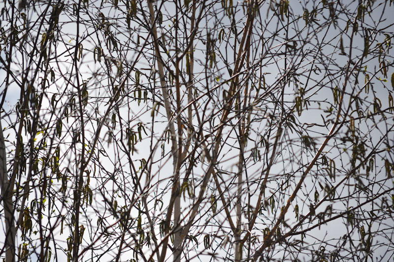 Silver birch, Bristol, April 2016