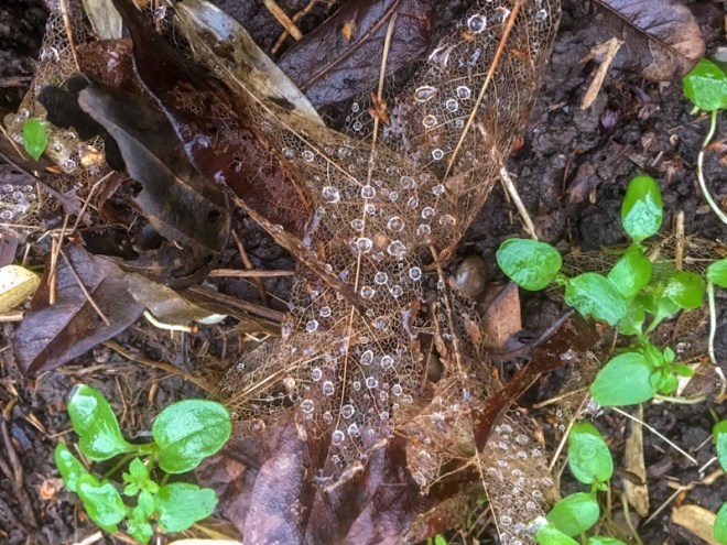 Decayed leaves, Bristol, January 2018