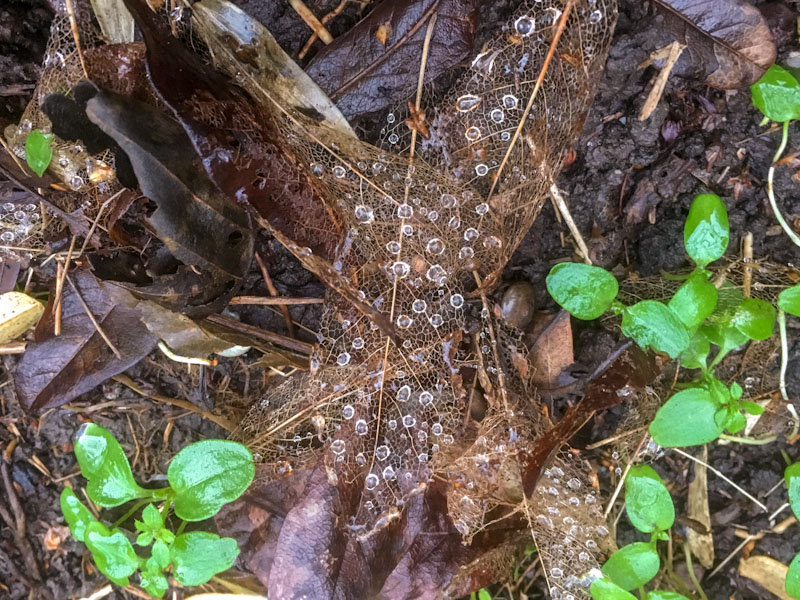 Decayed leaves, Bristol, January 2018