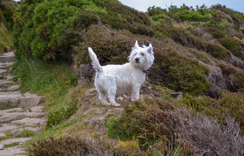 Jessie, St Agnes, Cornwall, May 2011